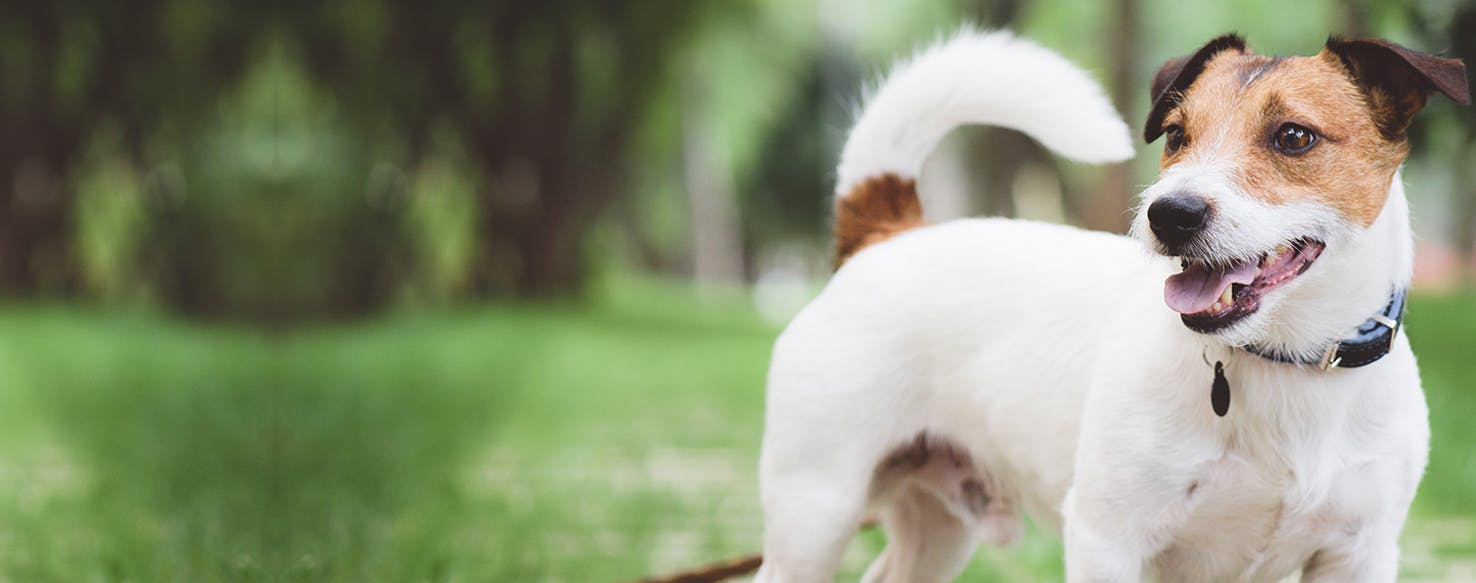 Can Dogs Live with Brain Tumors?